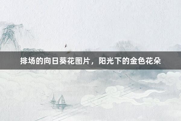 排场的向日葵花图片，阳光下的金色花朵