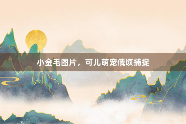 小金毛图片，可儿萌宠俄顷捕捉