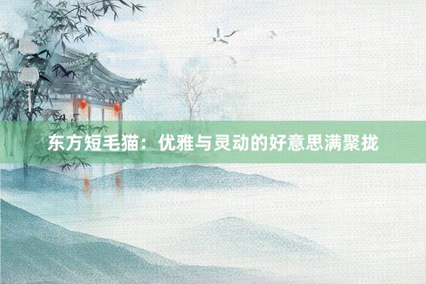 东方短毛猫:优雅与灵动的好意思满聚拢